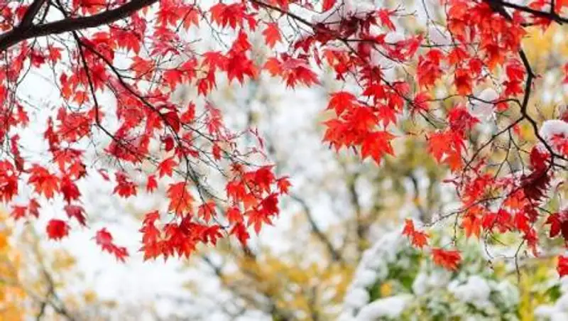 Дожди с переходом в снег ожидаются на выходных