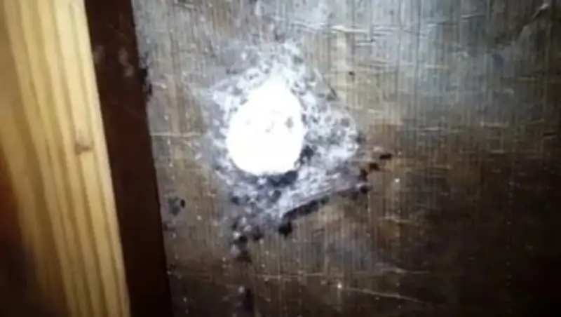 Австралийские дезинсекторы сняли на видео гигантского паука-охотника