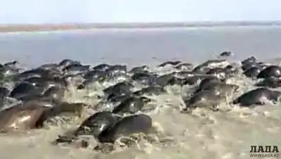 lada.kz, фото - Новости Zakon.kz от 29.07.2019 16:18