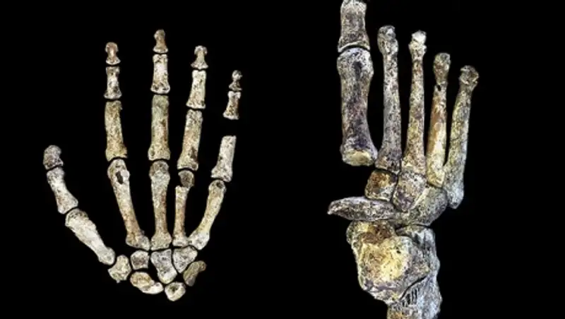 Обнаруженный родственник современного человека оказался специалистом широкого профиля