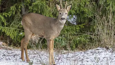 Раненого детеныша косули нашли рыбаки в Павлодаре, фото - Новости Zakon.kz от 14.12.2022 23:45