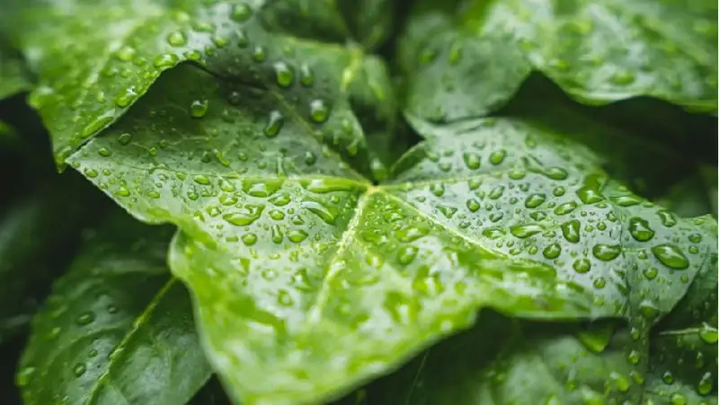 Время верить в чудеса: народные приметы на 1 августа