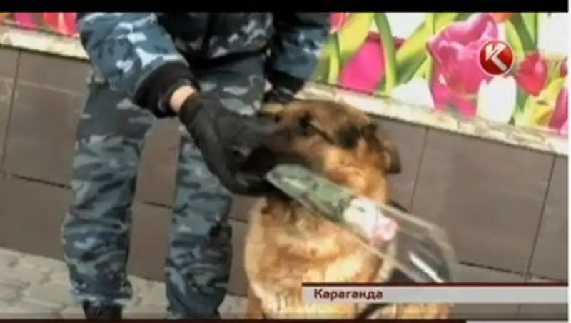 Полицейский пес раздавал жительницам Караганды цветы