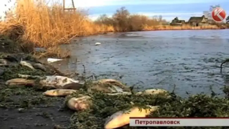 Рыба в Северном Казахстане гибнет от «асфиксии»