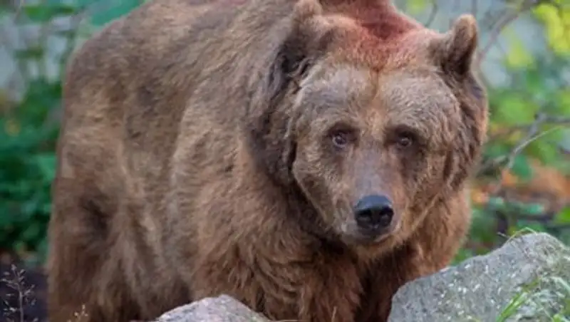 Из армянского ресторана сбежал медведь