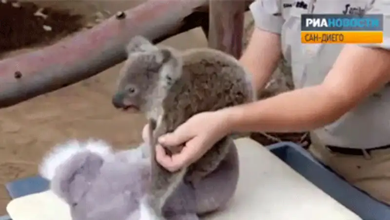 Малыша коалы успокаивали плюшевым медведем во время взвешивания в зоопарке