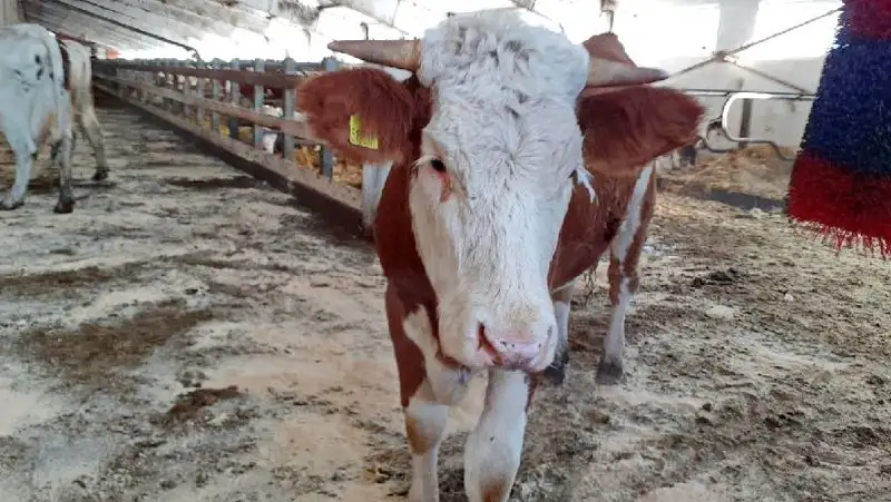 26 человек заболели бруцеллезом в Павлодарской области