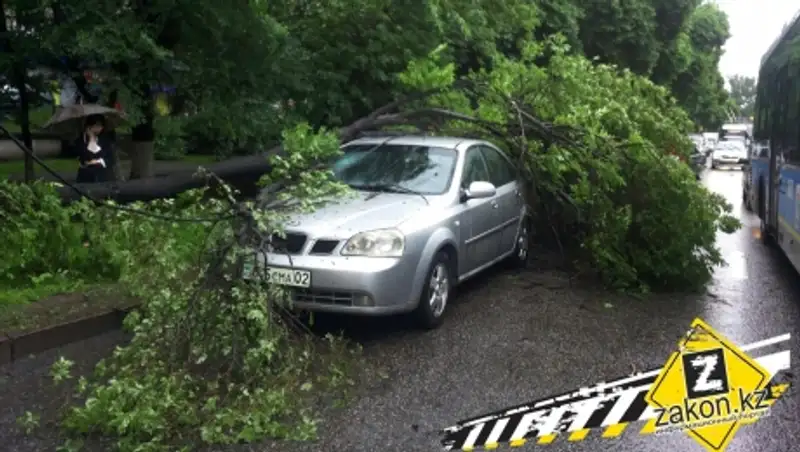 В Алматы обломившаяся ветка дерева разбила припаркованную машину