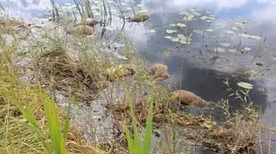 Десятки мертвых сайгаков нашли на берегу реки в Карагандинской области