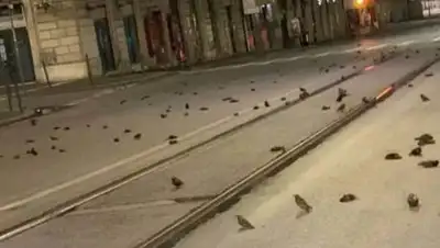 скриншот видео, фото - Новости Zakon.kz от 03.01.2021 07:46