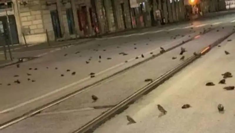 Сотни мертвых птиц нашли на дорогах Рима после фейерверка