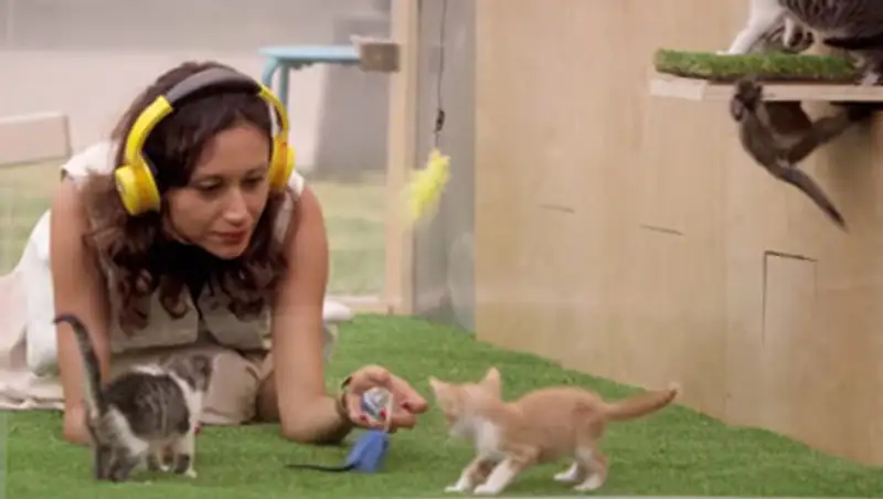 Американцев попробуют спасти от стрессов кототерапией