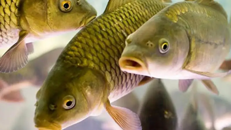 Казахстан может завалить рынки своей рыбой