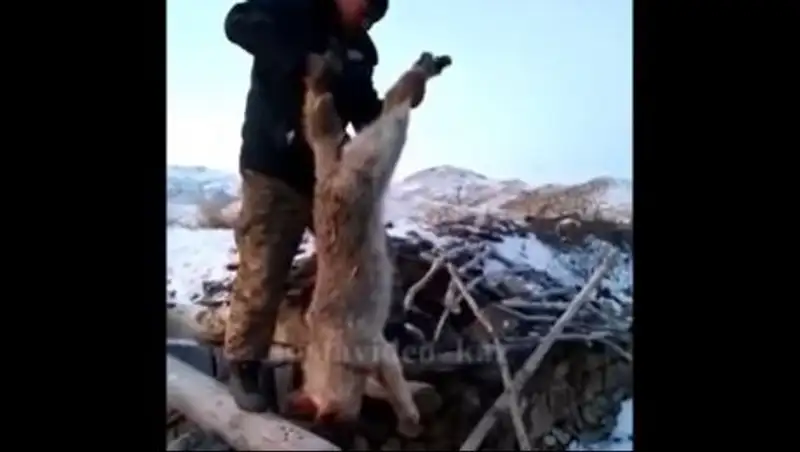 В ВКО поймали полутораметрового волка