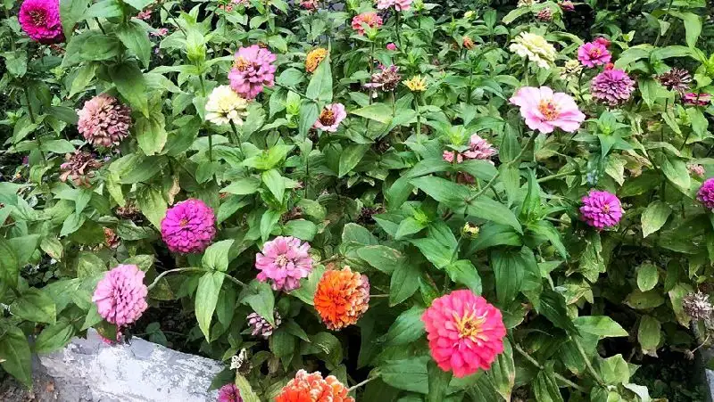 Цветы в Таразе , фото - Новости Zakon.kz от 25.09.2022 16:40