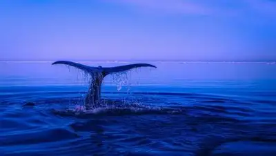 Pixabay, фото - Новости Zakon.kz от 11.10.2020 23:45