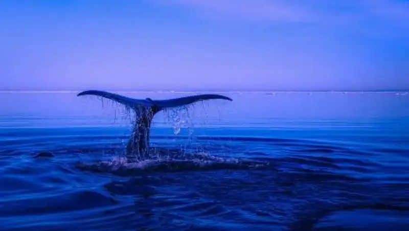 Киты и дельфины находятся под угрозой исчезновения – ученые