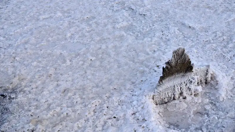 Обмеление розового озера близ Павлодара проверит комиссия