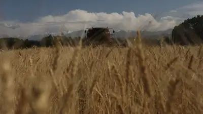 В Казахстане вводится запрет на ввоз пшеницы из других стран, фото - Новости Zakon.kz от 11.04.2023 09:16