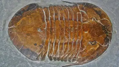 Фото: H. Zell / Wikimedia, фото - Новости Zakon.kz от 08.12.2017 09:18