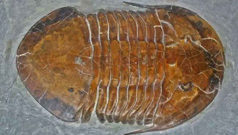 Ученые нашли самый древний глаз