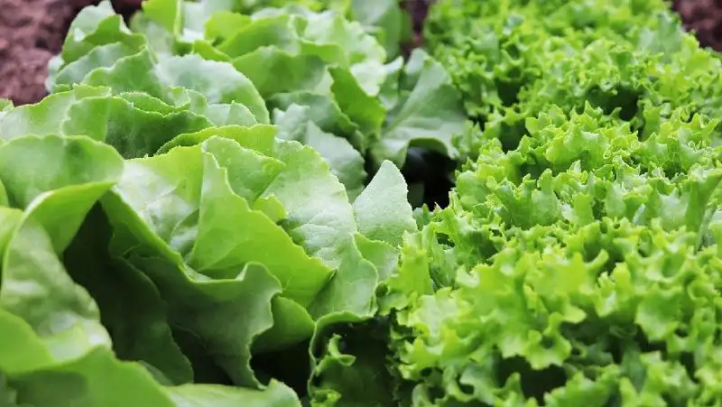 Употребление листового салата помогает восполнить нехватку витаминов – врач