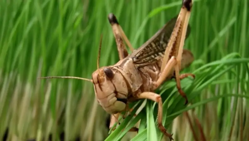 В ЮКО марокканская саранча пытается уничтожить посевы крестьян 