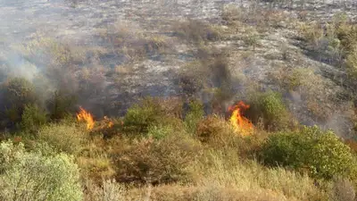Пожар в Иле-Балхашском резервате потушили на четвертые сутки