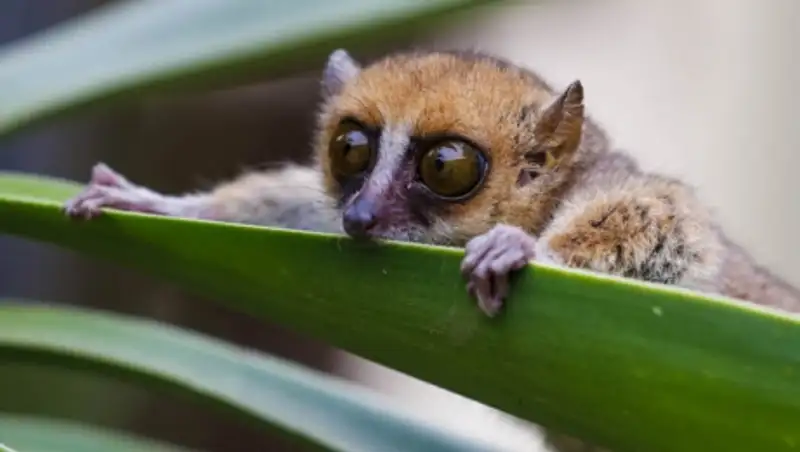 Продавцы экзотических животных в Астане не стали повышать цены на свой товар