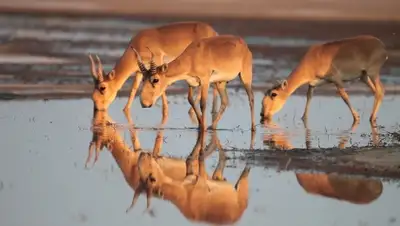 Zakon.kz, фото - Новости Zakon.kz от 06.08.2015 17:17