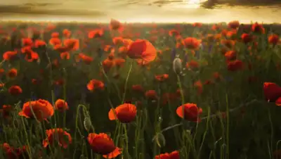 pexels.com, фото - Новости Zakon.kz от 16.07.2019 09:11