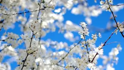 meteo-nso.ru, фото - Новости Zakon.kz от 18.04.2018 13:54