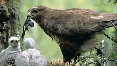 птица, фото - Новости Zakon.kz от 30.05.2022 18:48