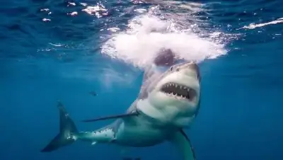 Zakon.kz, фото - Новости Zakon.kz от 06.08.2017 14:45