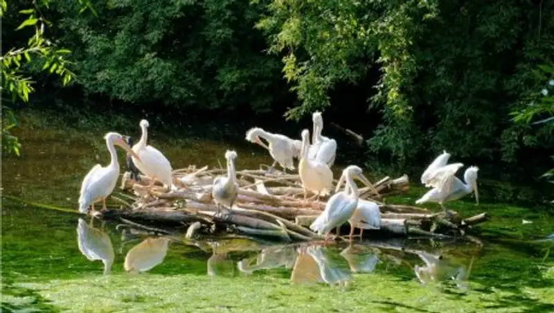 В зоопарке Вены усыпили всех пеликанов из-за птичьего гриппа