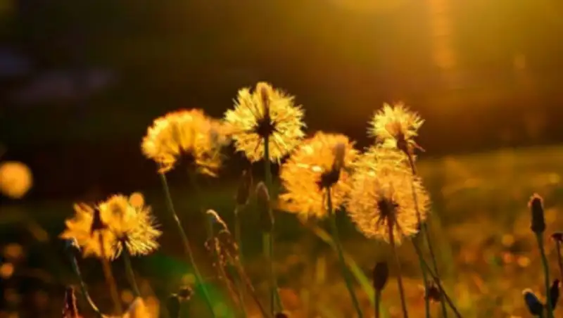 13 июля в Казахстане ожидается жаркая погода без осадков