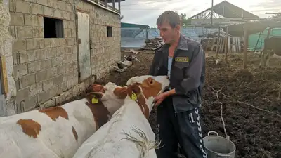 Фермеры Павлодарской области готовы на массовый забой скота из-за подорожания сена, фото - Новости Zakon.kz от 18.08.2023 15:42