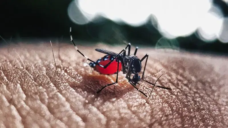 Житель Павлодара подхватил лихорадку денге в Таиланде