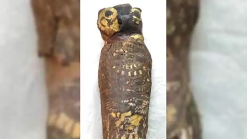 Ученые нашли тело ребенка внутри древнеегипетской мумии "сокола"