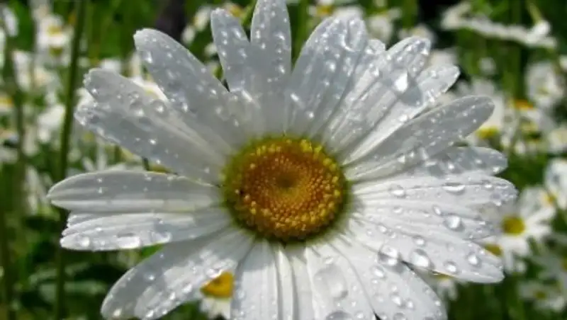 Какая погода ждет казахстанцев в мае