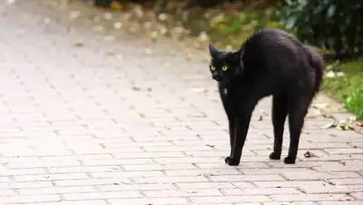 pixabay.com, фото - Новости Zakon.kz от 13.08.2021 12:00