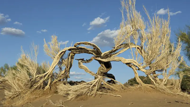 В РК частично разрешили вырубку саксаула