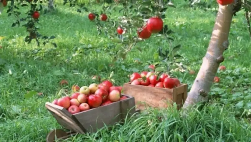 В Жамбылской области появится яблоневый сад на 117 га земли
