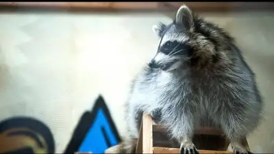 ru.sputniknews.kz, фото - Новости Zakon.kz от 18.12.2017 21:52