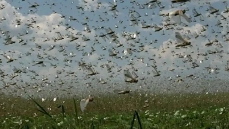 В Дагестане введен режим ЧС из-за небывалого нашествия саранчи
