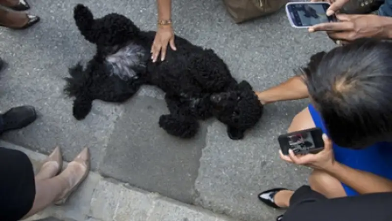 Американцы за год потратили на домашних животных 58 миллиардов долларов