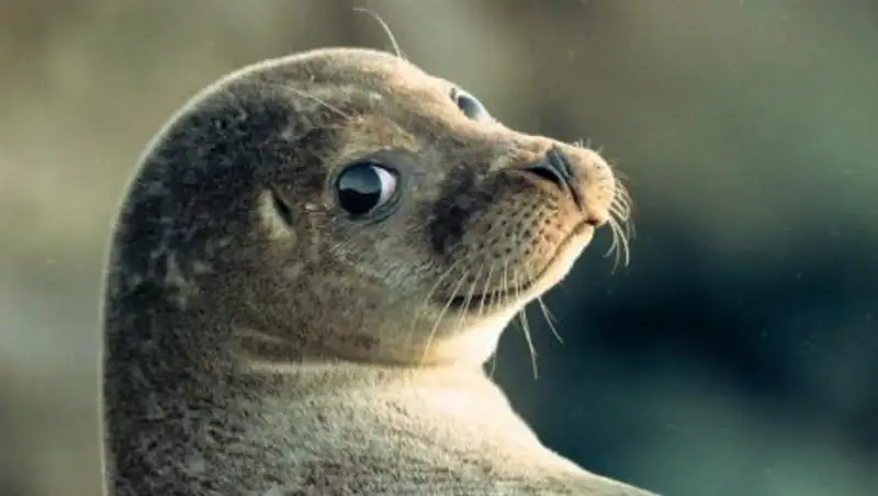 Морские пограничники спасли 13 тюленей