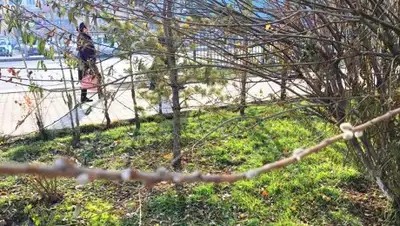 Zakon.kz, фото - Новости Zakon.kz от 03.01.2018 14:09