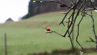 Pixabay, фото - Новости Zakon.kz от 11.04.2019 09:12