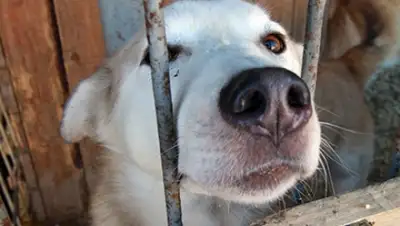 Zakon.kz, фото - Новости Zakon.kz от 31.03.2015 20:18